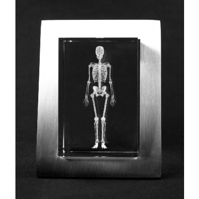 3D-Glasobjekt Skelett für Medizinstudenten